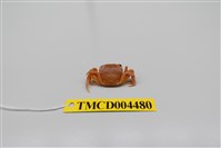 藏品(絨毛近方蟹)的圖片